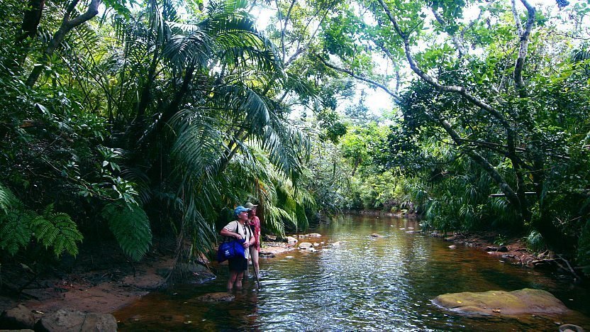 På Iriomote kan man oppleve vill natur. Foto: Japan Guide.