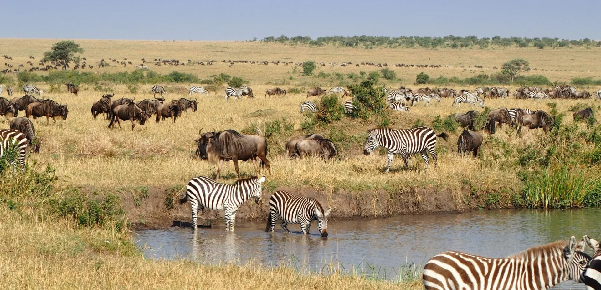 Flere gnuer og sebraer ved et drikkevann på savannen.