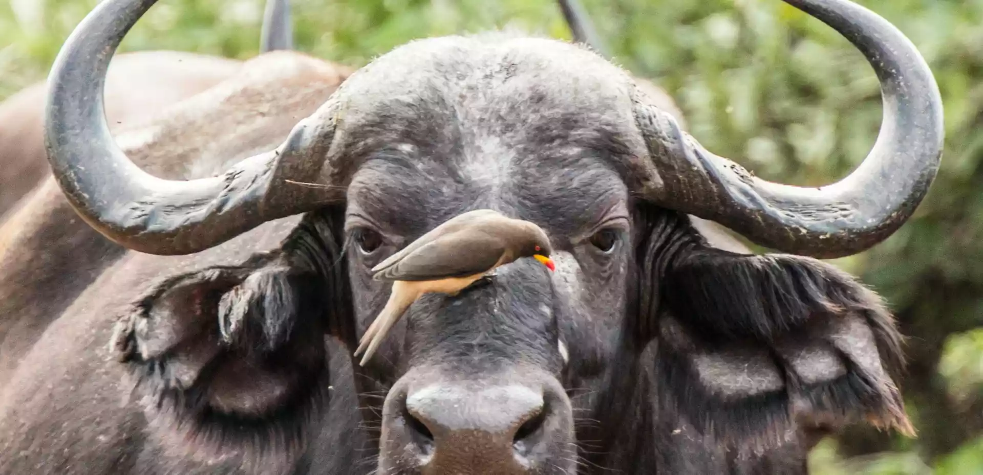 En bison står rolig mens en liten fugl hviler lekent på nesen dens, skaper et øyeblikk av harmoni mellom to forskjellige skapninger.