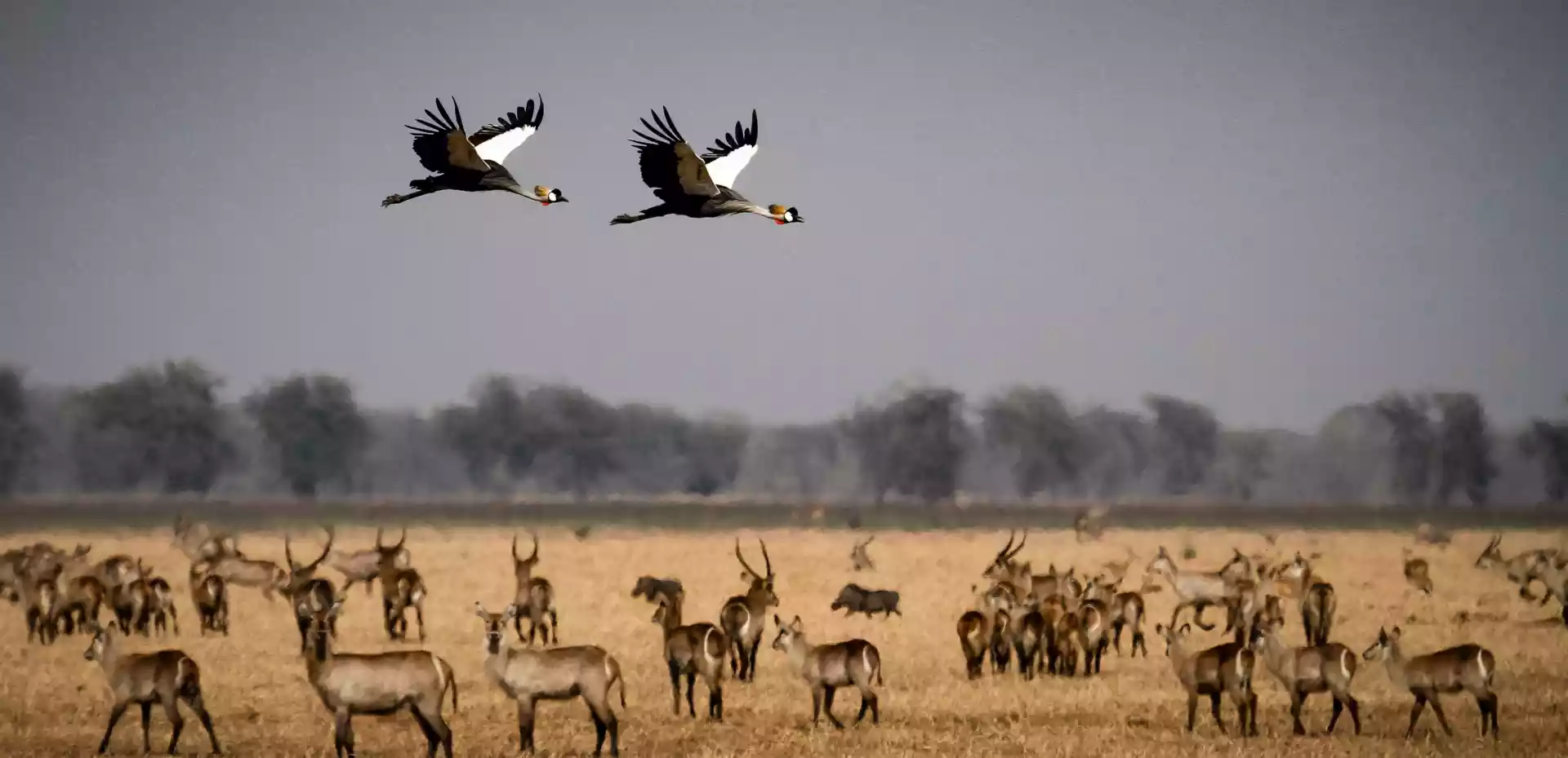 På den vidstrakte savannen i Gorongosa, Mosambik, ser vi et vakkert syn av en flokk antiloper som beiter fredelig i det frodige landskapet. I bakgrunnen maler en grå himmel et rolig bilde av kommende værskiftninger. Over horisonten flyr to majestetiske afrikanske fugler, symboler på frihet og villmark.