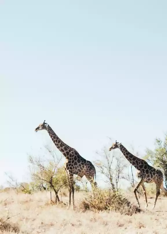To sjiraffer vandrer majestetisk over savannen, omkranset av frodig vegetasjon og en himmel som strekker seg i det uendelige, malt i nyanser av dypblått.