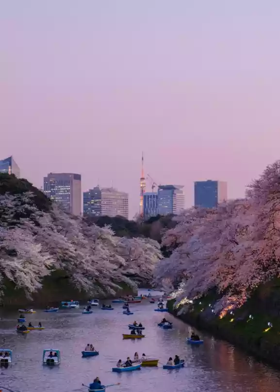 En stor elv i Tokyo med små båter, omgitt av blomstrende kirsebærtrær, rosa himmel og Tokyo skyline i bakgrunnen