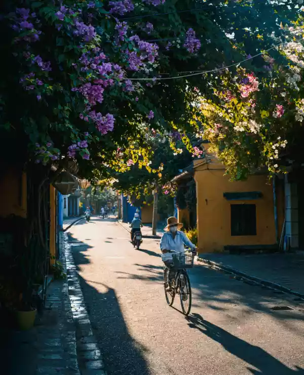 En dame på en sykkel i en liten gate i Hoi An, omgitt av trær med Lilla blomstrer og gule hus.