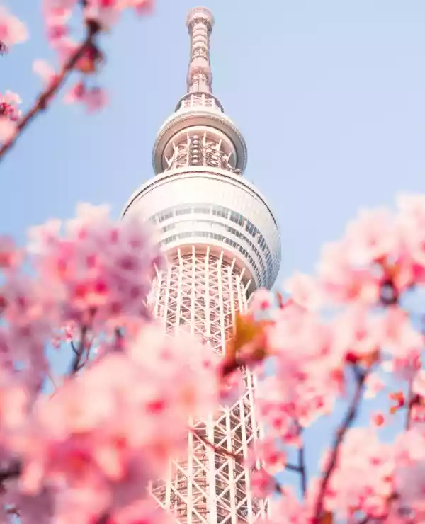 Toppene av Tokyo Tower stiger opp mot himmelen, omkranset av delikate rosa kirsebærtrær i full blomst.