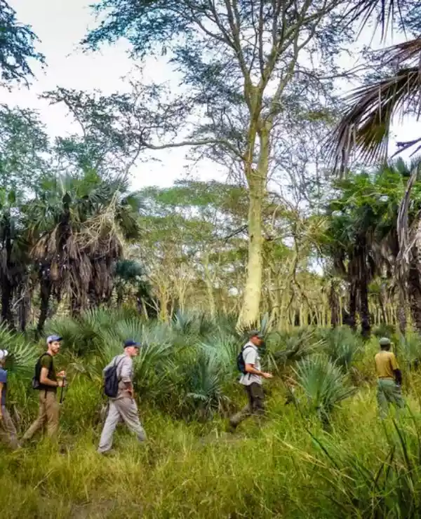 I hjertet av Gorongosa-jungelen ser vi tre eventyrlystne sjeler, vandrende gjennom det frodige grønne landskapet. Omgitt av tett vegetasjon og lyden av eksotiske dyrelyder, utforsker de ukjente stier og oppdager skjulte skatter i dette uberørte naturområdet.