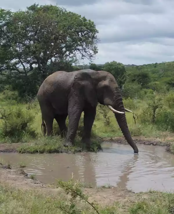 Under den blendende blå himmelen ser vi en majestetisk elefant som drikker stille fra en liten dam omgitt av det frodige gresset i savannen. Med et enkelt tre som vokter over scenen, maler dette bilde et øyeblikk av ro og harmoni i naturen.